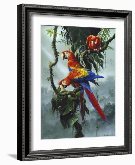 Red and Yellow Macaws-Harro Maass-Framed Giclee Print