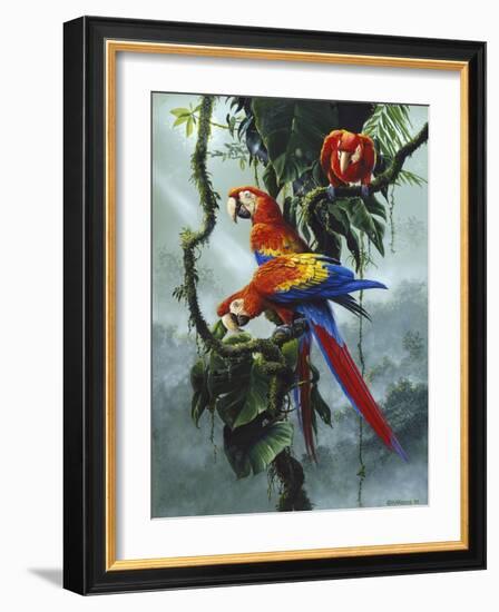 Red and Yellow Macaws-Harro Maass-Framed Giclee Print