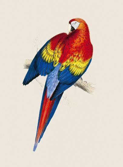 Download Red and Yellow Maccaw Premium Giclee Print by Edward Lear ...