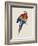 Red and Yellow Maccaw-Edward Lear-Framed Giclee Print