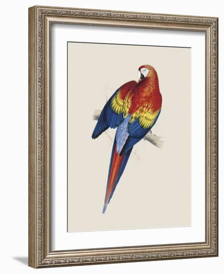 Red and Yellow Maccaw-Edward Lear-Framed Giclee Print