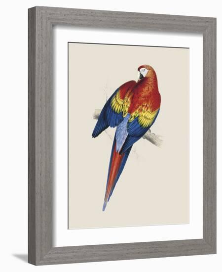 Red and Yellow Maccaw-Edward Lear-Framed Giclee Print