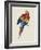 Red and Yellow Maccaw-Edward Lear-Framed Giclee Print