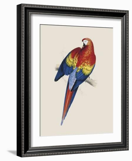 Red and Yellow Maccaw-Edward Lear-Framed Giclee Print