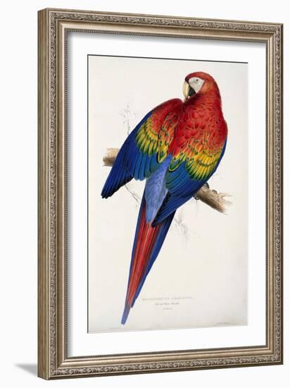 Red and Yellow Maccaw-Edward Lear-Framed Giclee Print