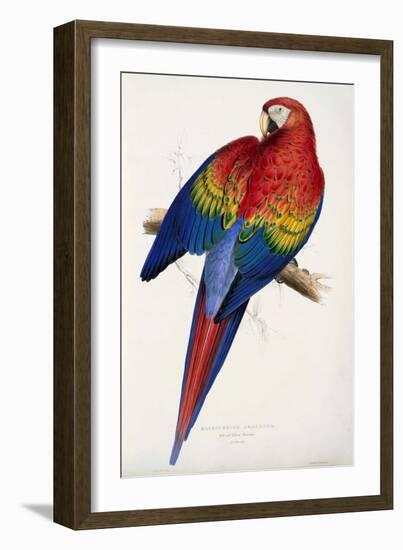 Red and Yellow Maccaw-Edward Lear-Framed Giclee Print