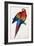 Red and Yellow Maccaw-Edward Lear-Framed Giclee Print