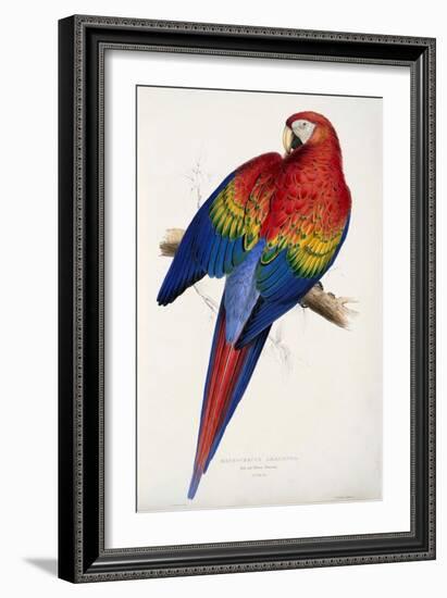 Red and Yellow Maccaw-Edward Lear-Framed Giclee Print