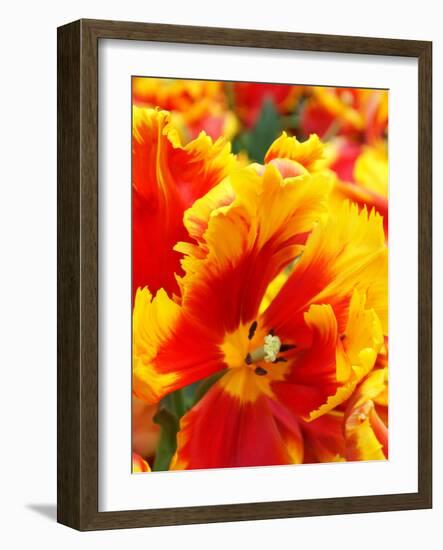 Red and Yellow Parrot Tulip Closeup-Anna Miller-Framed Photographic Print