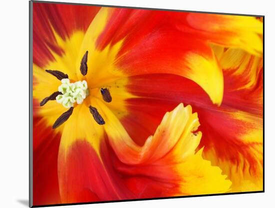 Red and Yellow Parrot Tulip Closeup-Anna Miller-Mounted Photographic Print