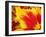 Red and Yellow Parrot Tulip Closeup-Anna Miller-Framed Photographic Print