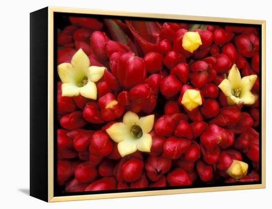 Red and Yellow Rainforest Flower, Barro Colorado Island, Panama-Christian Ziegler-Framed Premier Image Canvas