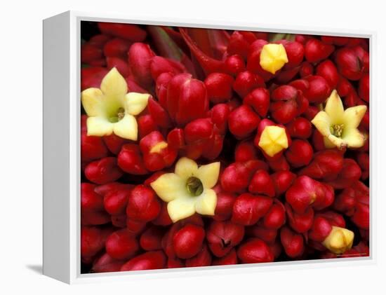 Red and Yellow Rainforest Flower, Barro Colorado Island, Panama-Christian Ziegler-Framed Premier Image Canvas