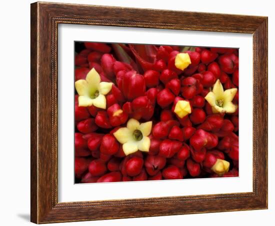 Red and Yellow Rainforest Flower, Barro Colorado Island, Panama-Christian Ziegler-Framed Photographic Print