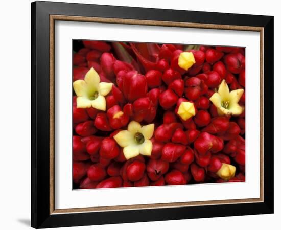 Red and Yellow Rainforest Flower, Barro Colorado Island, Panama-Christian Ziegler-Framed Photographic Print