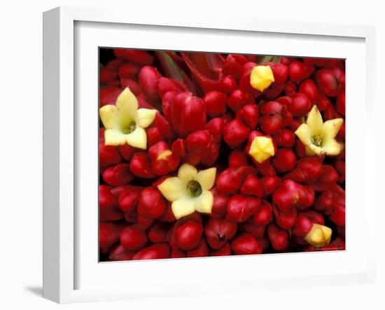 Red and Yellow Rainforest Flower, Barro Colorado Island, Panama-Christian Ziegler-Framed Photographic Print