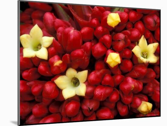 Red and Yellow Rainforest Flower, Barro Colorado Island, Panama-Christian Ziegler-Mounted Photographic Print