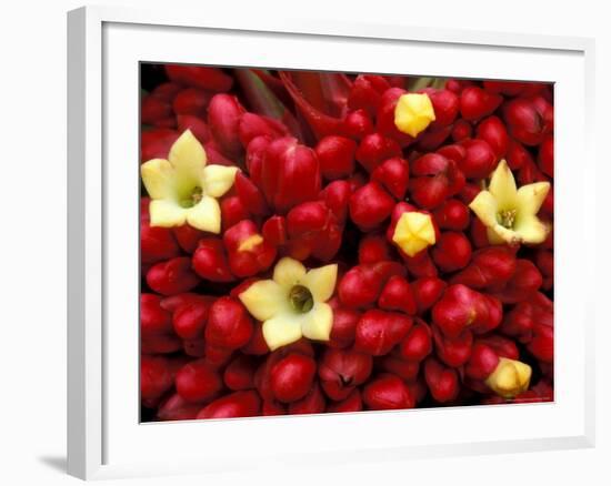 Red and Yellow Rainforest Flower, Barro Colorado Island, Panama-Christian Ziegler-Framed Photographic Print