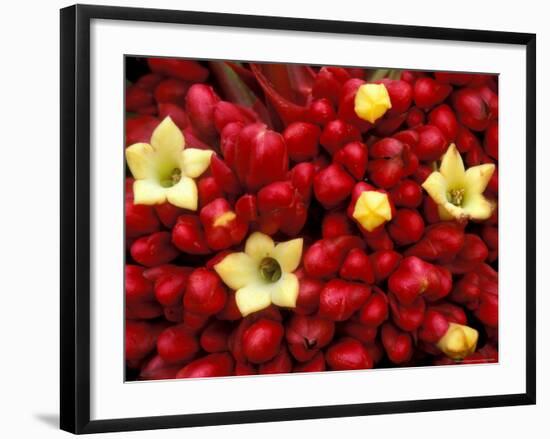 Red and Yellow Rainforest Flower, Barro Colorado Island, Panama-Christian Ziegler-Framed Photographic Print