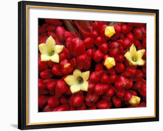 Red and Yellow Rainforest Flower, Barro Colorado Island, Panama-Christian Ziegler-Framed Photographic Print