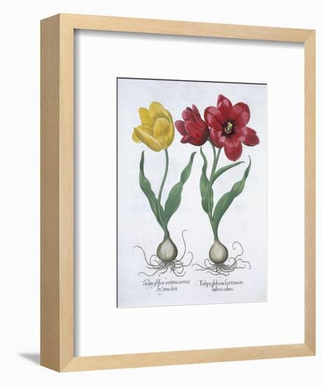 Red and yellow tulip, 1613-Unknown-Framed Giclee Print