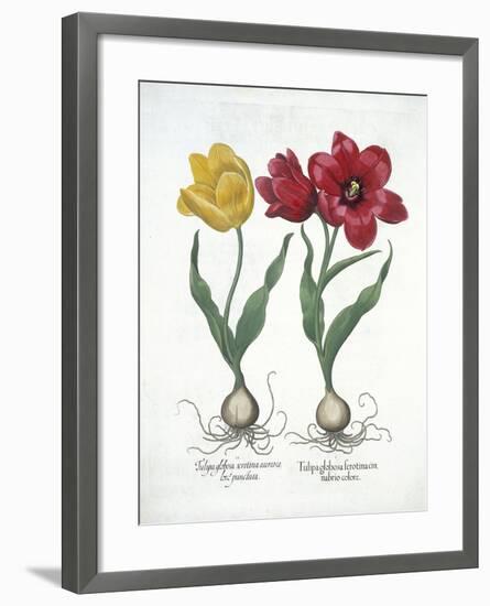 Red and Yellow Tulip, from Hortus Eystettensis-null-Framed Giclee Print