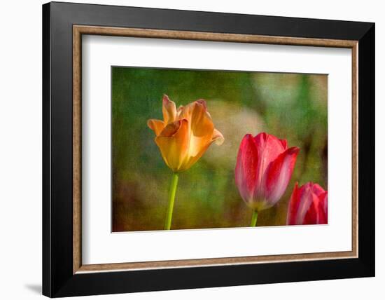 Red and Yellow Tulips on Textured Background-Rona Schwarz-Framed Photographic Print