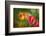 Red and Yellow Tulips on Textured Background-Rona Schwarz-Framed Photographic Print