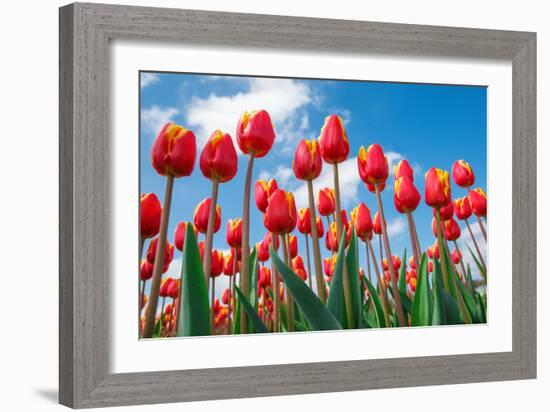 Red and Yellow Tulips Shot from the Down, against Blue Sky, on a Spring Sunny Day, in North Holland-Anatols-Framed Photographic Print