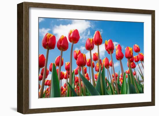 Red and Yellow Tulips Shot from the Down, against Blue Sky, on a Spring Sunny Day, in North Holland-Anatols-Framed Photographic Print