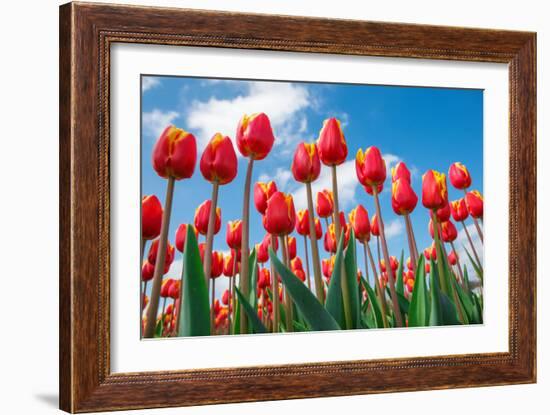 Red and Yellow Tulips Shot from the Down, against Blue Sky, on a Spring Sunny Day, in North Holland-Anatols-Framed Photographic Print