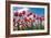 Red and Yellow Tulips Shot from the Down, against Blue Sky, on a Spring Sunny Day, in North Holland-Anatols-Framed Photographic Print