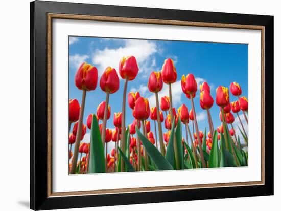 Red and Yellow Tulips Shot from the Down, against Blue Sky, on a Spring Sunny Day, in North Holland-Anatols-Framed Photographic Print