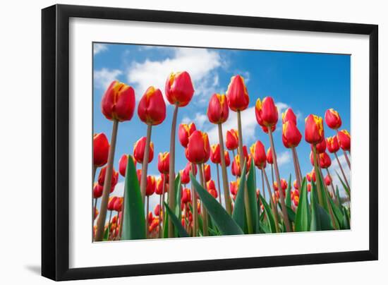 Red and Yellow Tulips Shot from the Down, against Blue Sky, on a Spring Sunny Day, in North Holland-Anatols-Framed Photographic Print