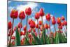 Red and Yellow Tulips Shot from the Down, against Blue Sky, on a Spring Sunny Day, in North Holland-Anatols-Mounted Photographic Print