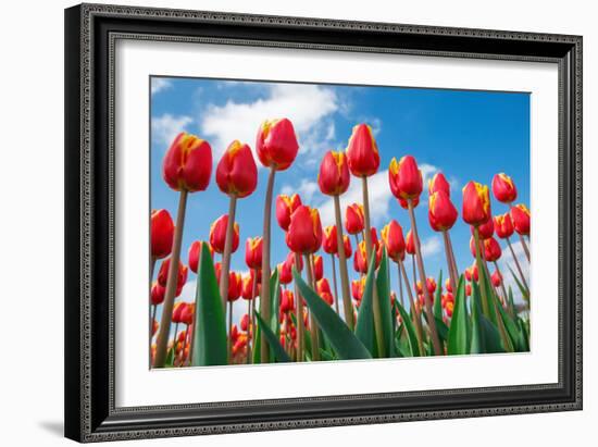 Red and Yellow Tulips Shot from the Down, against Blue Sky, on a Spring Sunny Day, in North Holland-Anatols-Framed Photographic Print