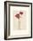 Red Anemones II-Amy Melious-Framed Art Print