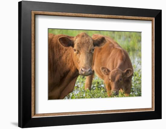 Red Angus Cow and Calf Drinking Water from Pond, Florida-Maresa Pryor-Framed Photographic Print