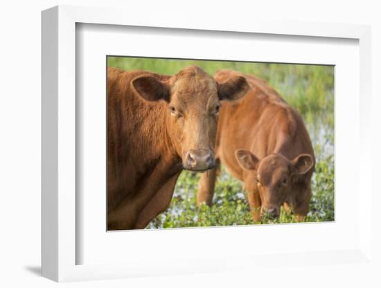 Red Angus Cow and Calf Drinking Water from Pond, Florida-Maresa Pryor-Framed Photographic Print