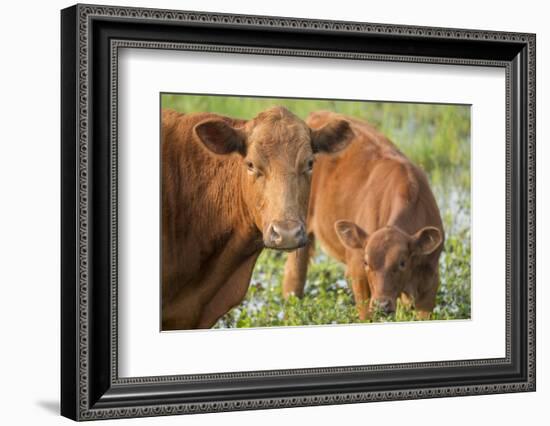 Red Angus Cow and Calf Drinking Water from Pond, Florida-Maresa Pryor-Framed Photographic Print