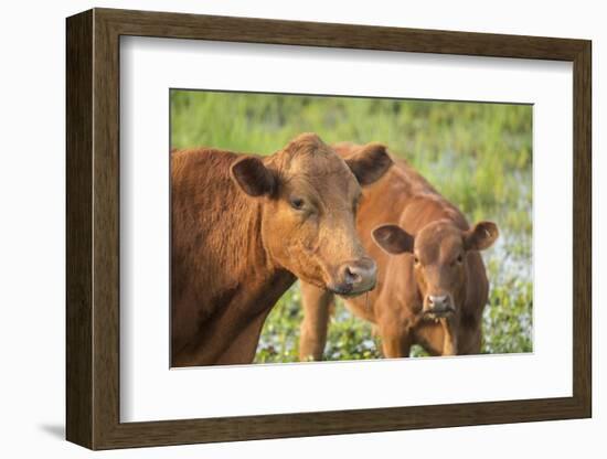 Red Angus Cow and Calf Drinking Water from Pond, Florida-Maresa Pryor-Framed Photographic Print