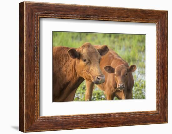 Red Angus Cow and Calf Drinking Water from Pond, Florida-Maresa Pryor-Framed Photographic Print