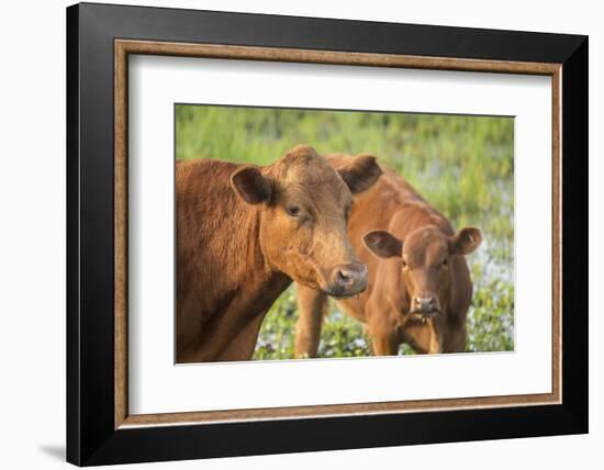 Red Angus Cow and Calf Drinking Water from Pond, Florida-Maresa Pryor-Framed Photographic Print