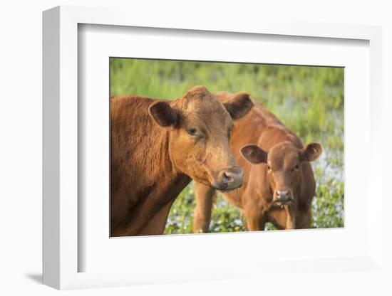 Red Angus Cow and Calf Drinking Water from Pond, Florida-Maresa Pryor-Framed Photographic Print