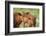 Red Angus Cow and Calf Drinking Water from Pond, Florida-Maresa Pryor-Framed Photographic Print