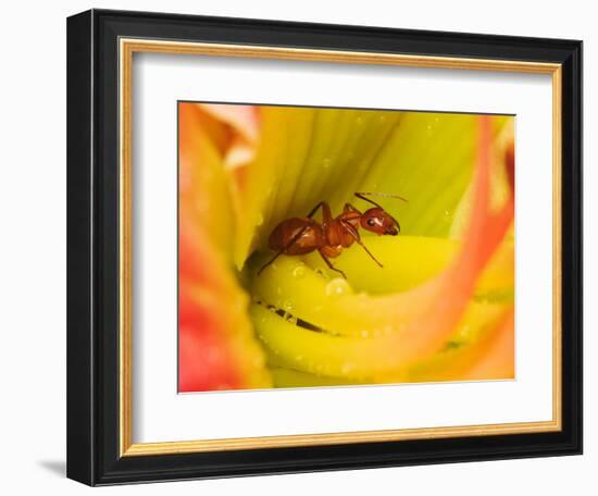 Red Ant-Adam Jones-Framed Photographic Print