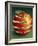 Red Apple-Harro Maass-Framed Giclee Print