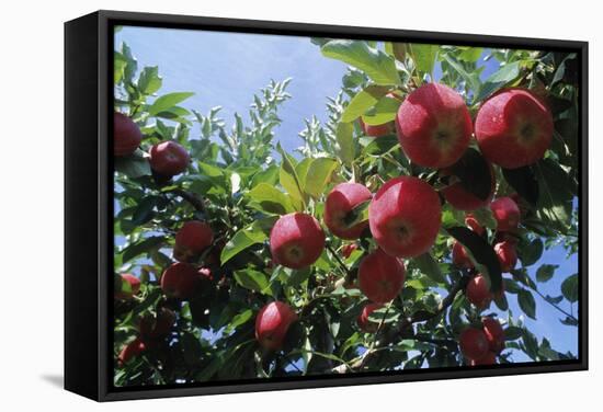 Red Apples on a Tree-David Nunuk-Framed Premier Image Canvas