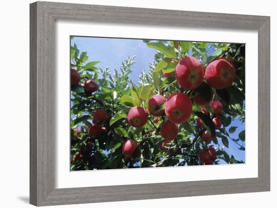 Red Apples on a Tree-David Nunuk-Framed Photographic Print