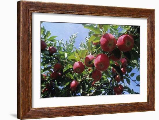 Red Apples on a Tree-David Nunuk-Framed Photographic Print